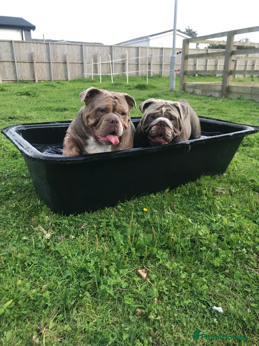 English Bulldog dogs for stud: F1 Stud dog  - Advert 6