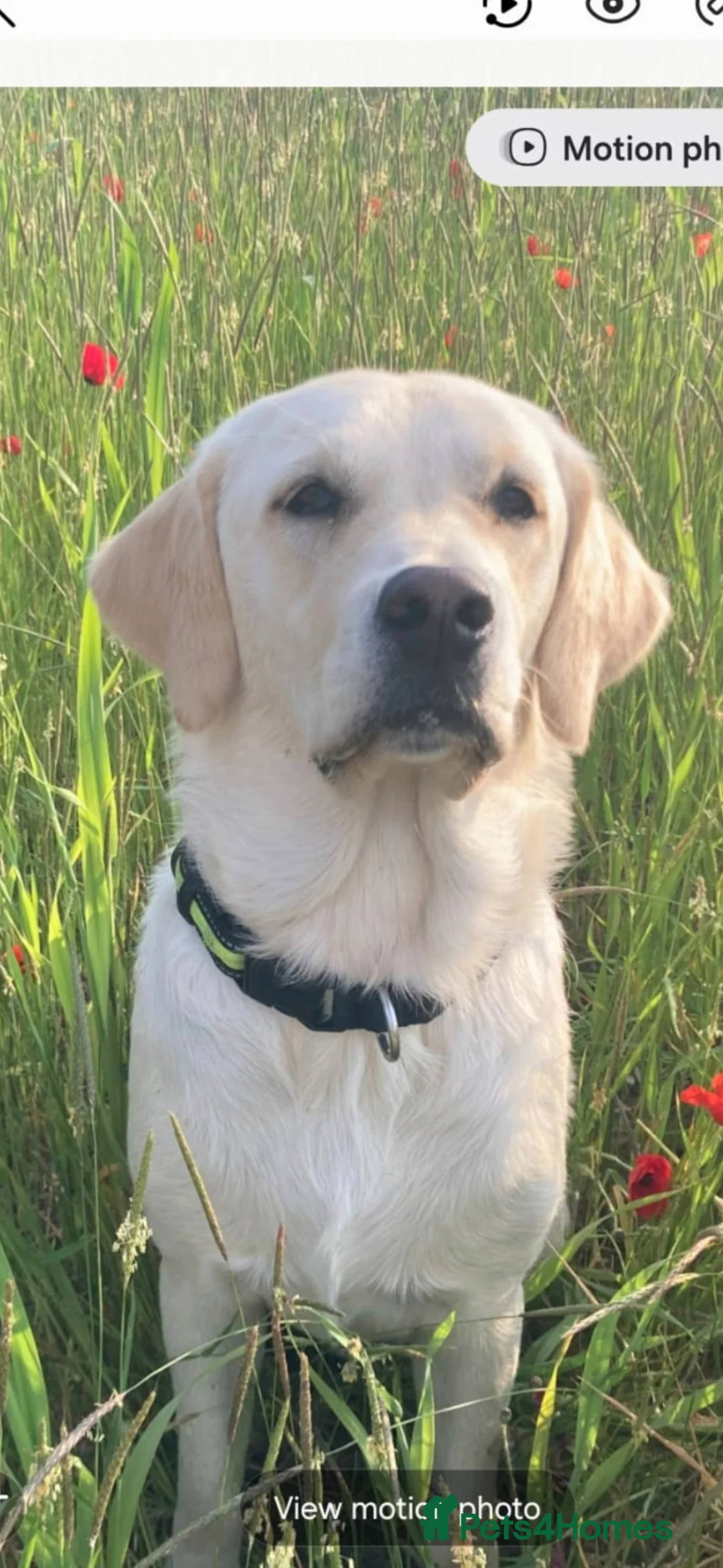 Labrador Retriever dogs for sale: Golden labrador retriever  in Huntingdon - Advert 1