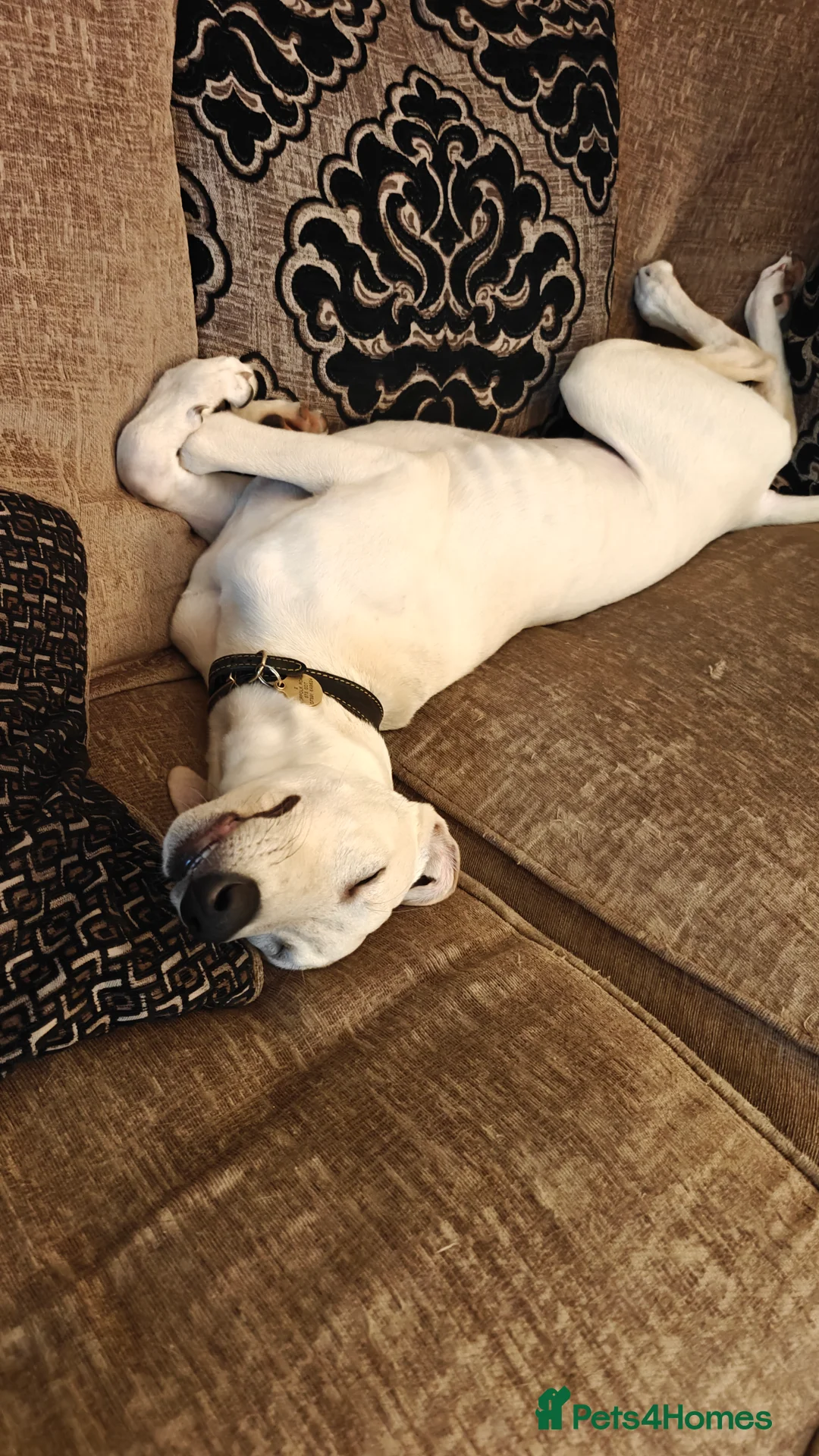 Lurcher dogs for sale: Absolutely stunning lurcher  - Advert 8