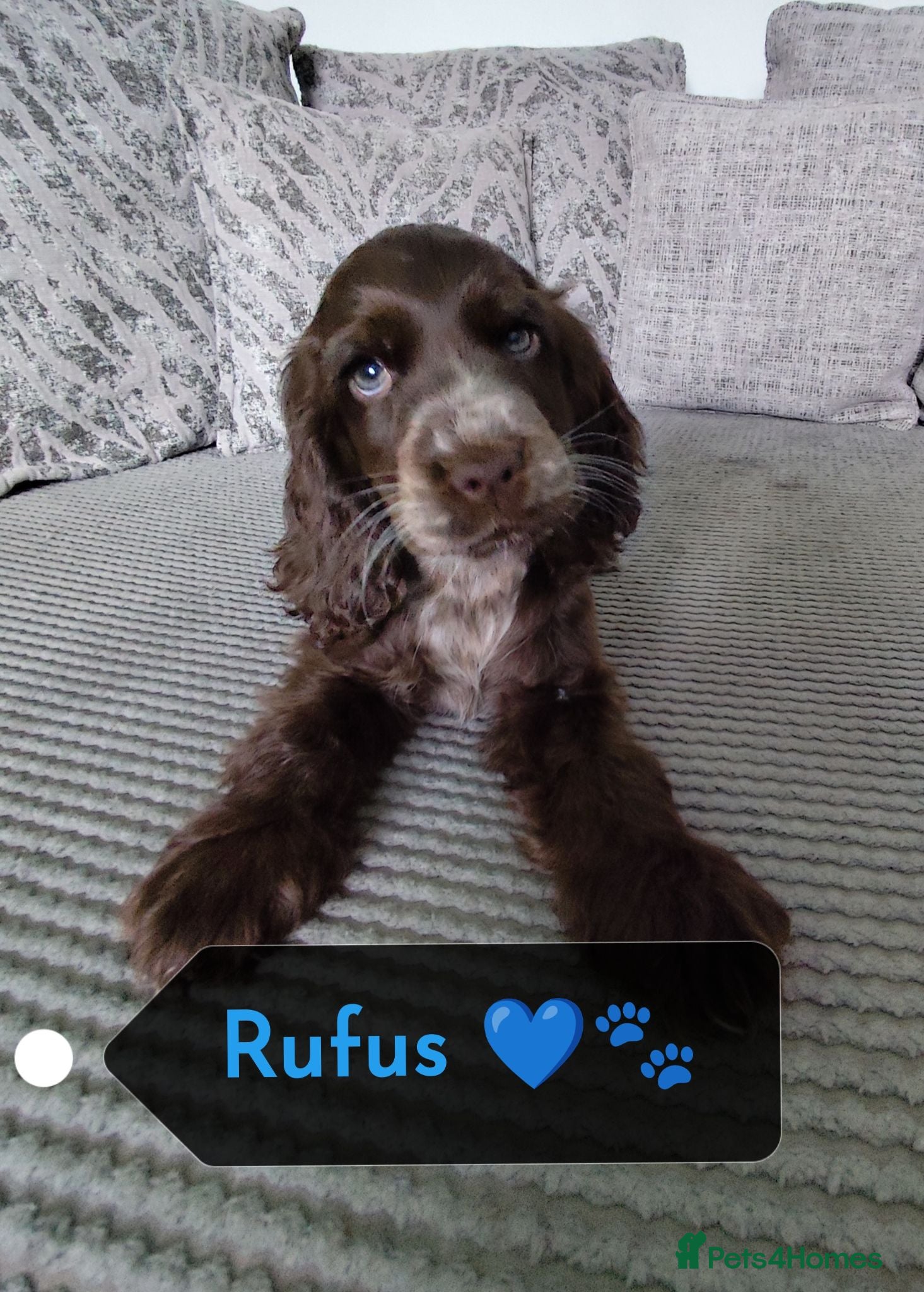 Cocker Spaniel dogs 🐶 KC Reg Chocolate Show type Cockers🐶🐾  - Advert 18