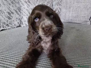 Cocker Spaniel dogs 🐶 KC Reg Chocolate Show type Cockers🐶🐾 - Advert 18