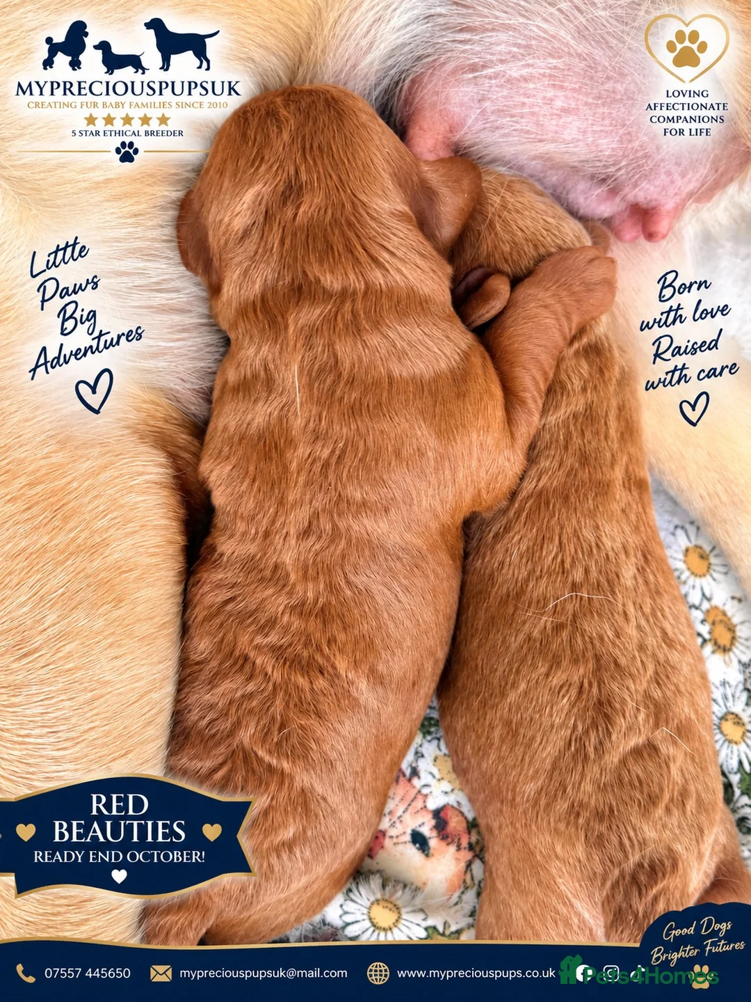 Labradoodle dogs for sale: F1 health tested Ruby Labradoodle mini in Wisbech - Advert 2