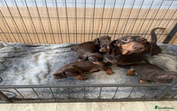 Dachshund dogs for sale: Standard Dachshund Puppies Ready Now - Image 10