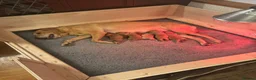 Labrador Retriever dogs for sale: KC Registered Fox Red Labrador Puppies for Sale - Advert 6