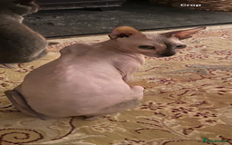 Sphynx cats for sale: Two female sphynx - Image 4