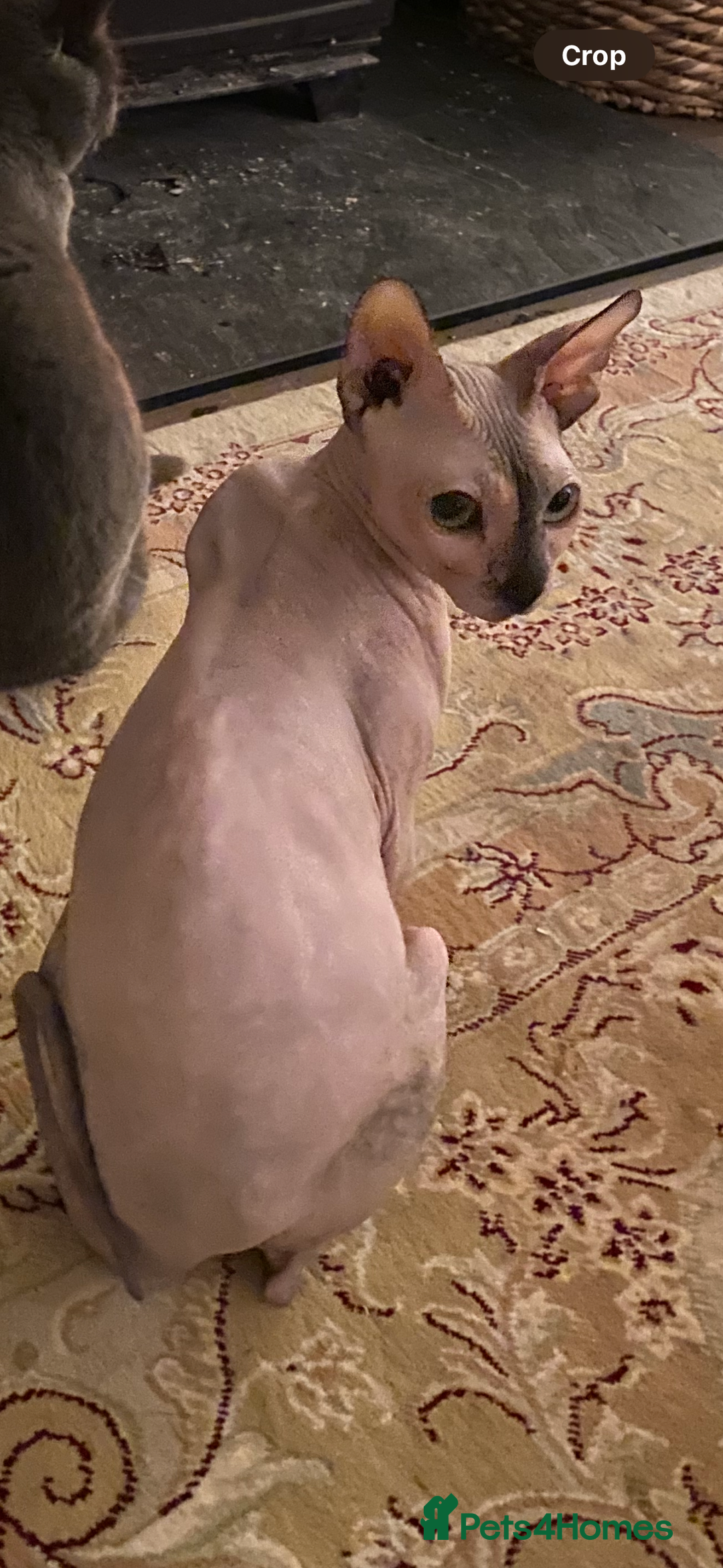 Sphynx cats for sale: Two female sphynx - Image 4