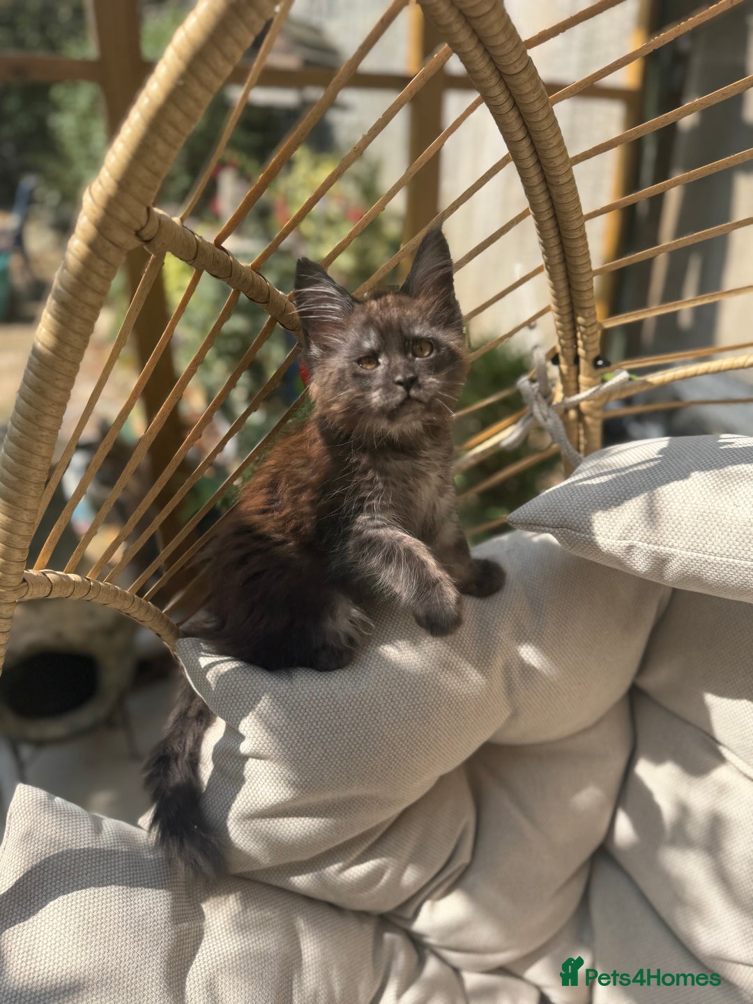 Maine Coon cats for sale: Stunning Black Smoke TiCA kittens  - Image 24