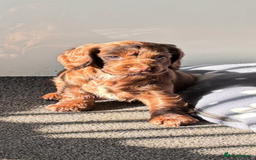 Cocker Spaniel dogs for sale: Chocolate cocker spaniel bitch  - Image 9