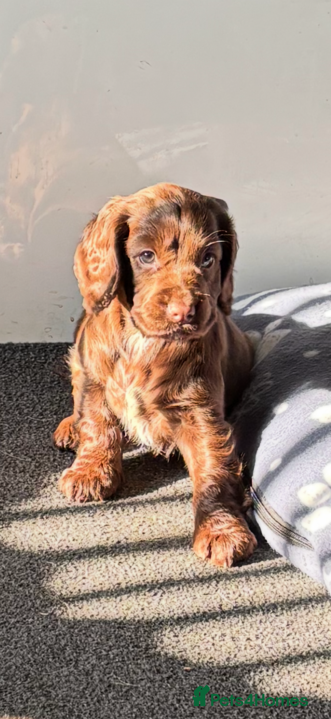 Cocker Spaniel dogs for sale: Chocolate cocker spaniel bitch  - Image 9