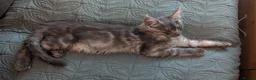 Maine Coon cats for sale: Pedigree Maine Coone Kittens in Helensburgh - Advert 5