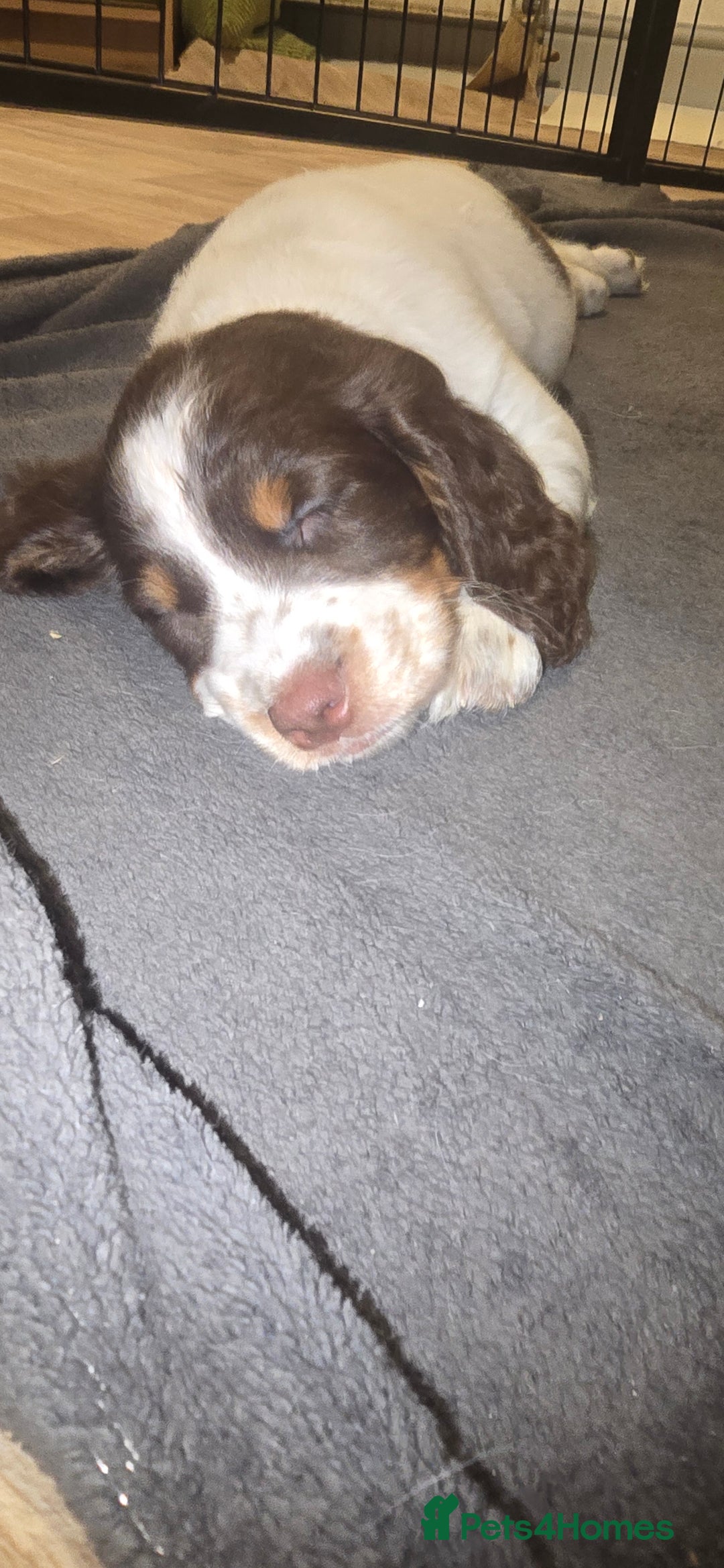 Sprocker dogs for sale: Home-Reared Sprocker Puppies  - Advert 20