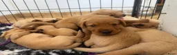 Labrador Retriever dogs for sale: Outstanding Red&Yellow Labradors,KC&health tested - Advert 12