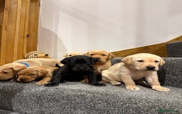 Labrador Retriever dogs for sale: Early Autumn Labrador Puppies - Image 2