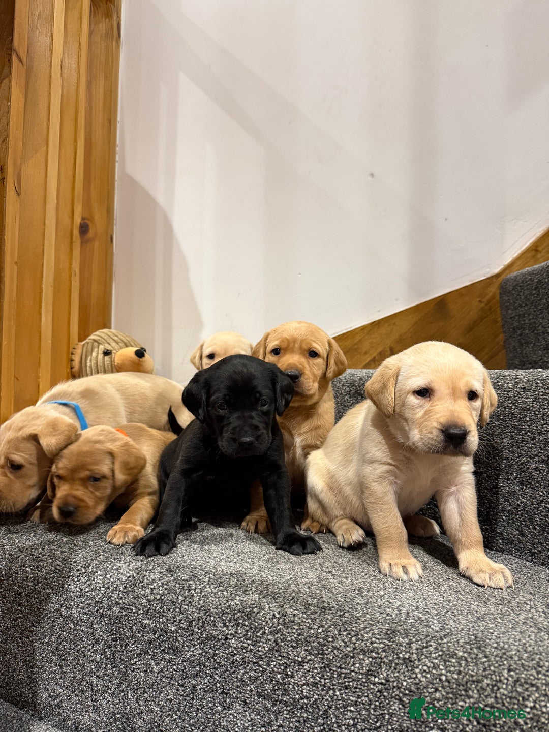 Labrador Retriever dogs for sale: Early Autumn Labrador Puppies - Image 2