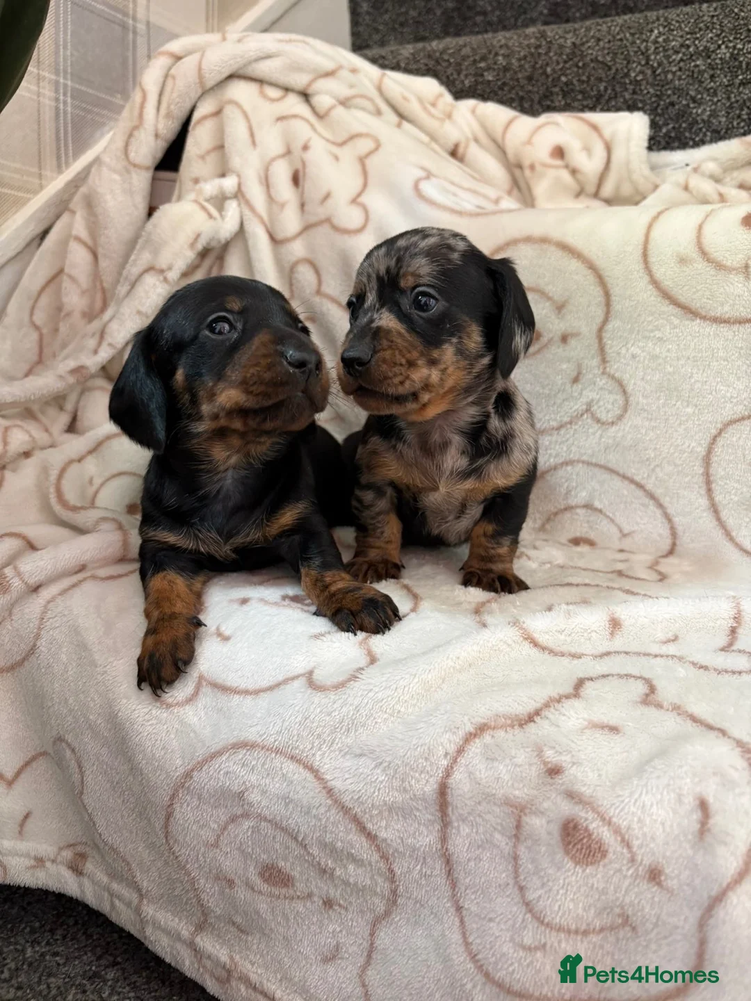 Miniature Dachshund dogs for sale: Miniature dachshund  - Advert 2