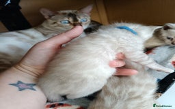 Bengal cats for sale: Tica RG pure bengals  - Image 5