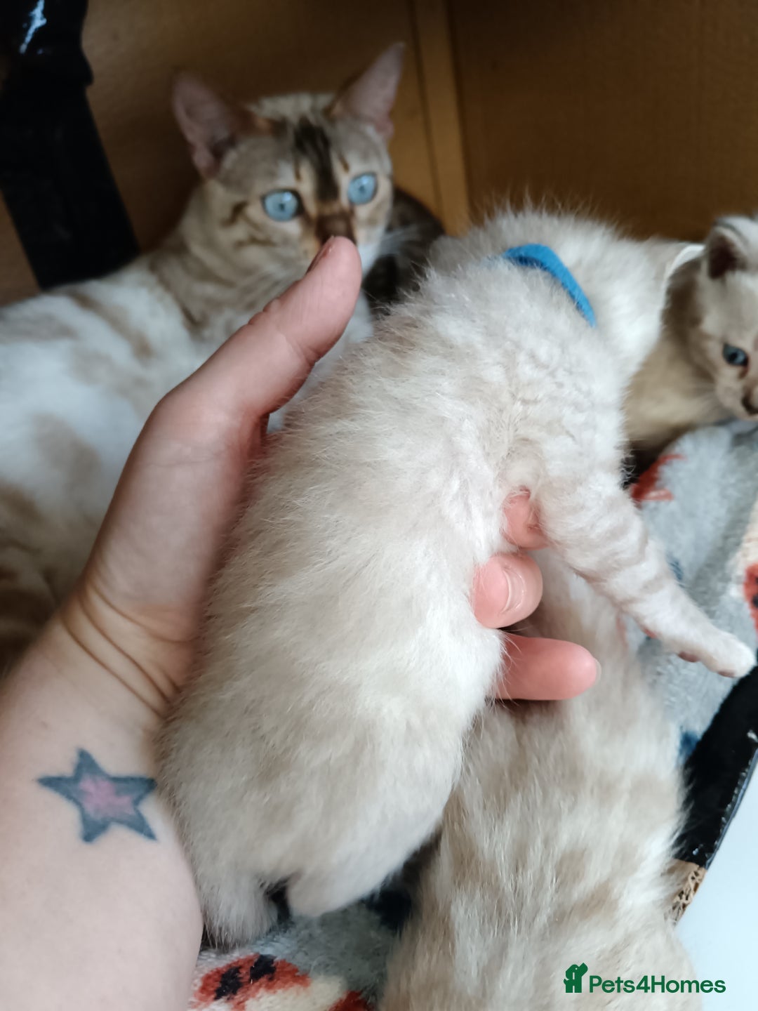 Bengal cats for sale: Tica RG pure bengals  - Image 5