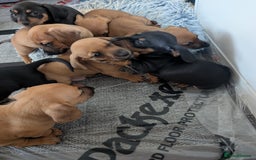 Dachshund dogs for sale: 5 week Old Dachshunds - Image 11
