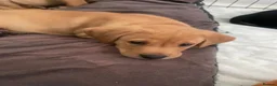 Labrador Retriever dogs for sale: 8 gorgeous Labrador puppies  - Advert 7