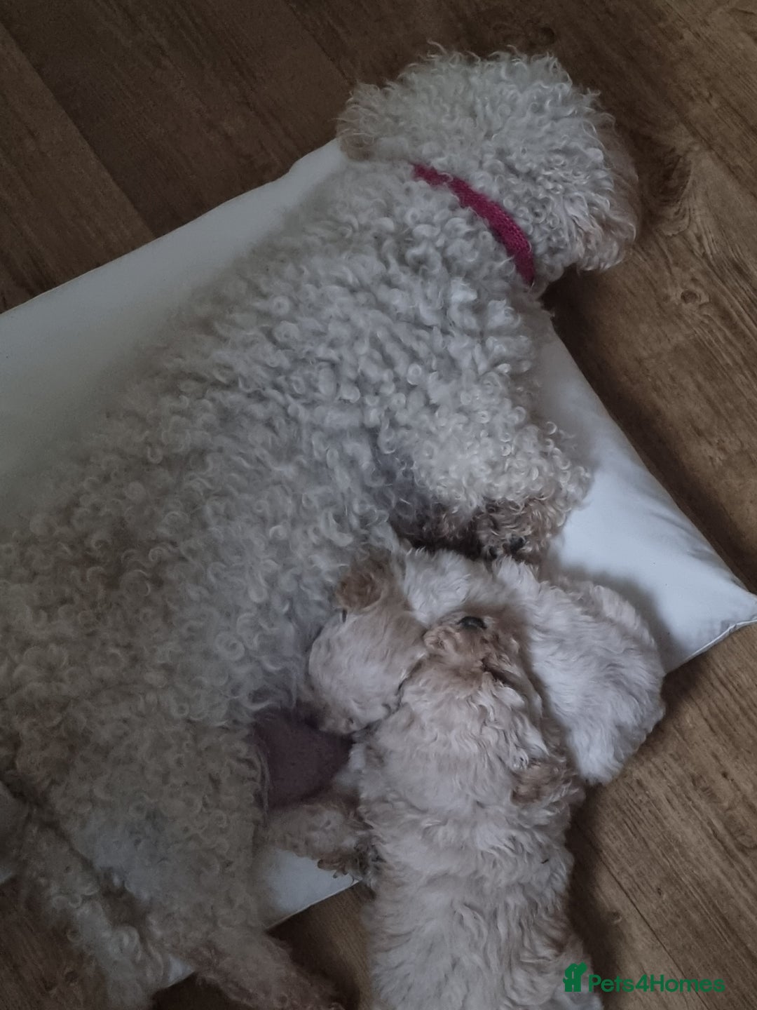 Poochon dogs for sale: Poochon  - Advert 24