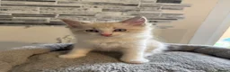 Ragdoll cats for sale: Stunning Ragdoll kittens - Advert 19
