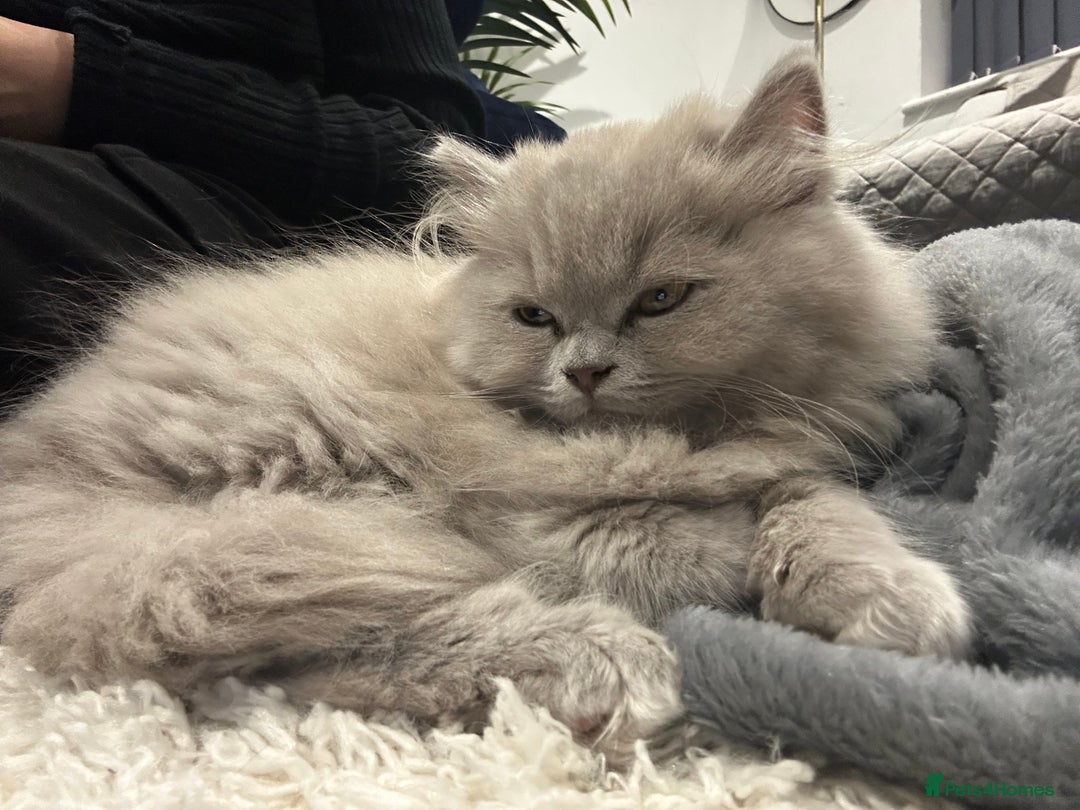 British Shorthair cats for sale: British short hair mix Scottish  - Advert 7