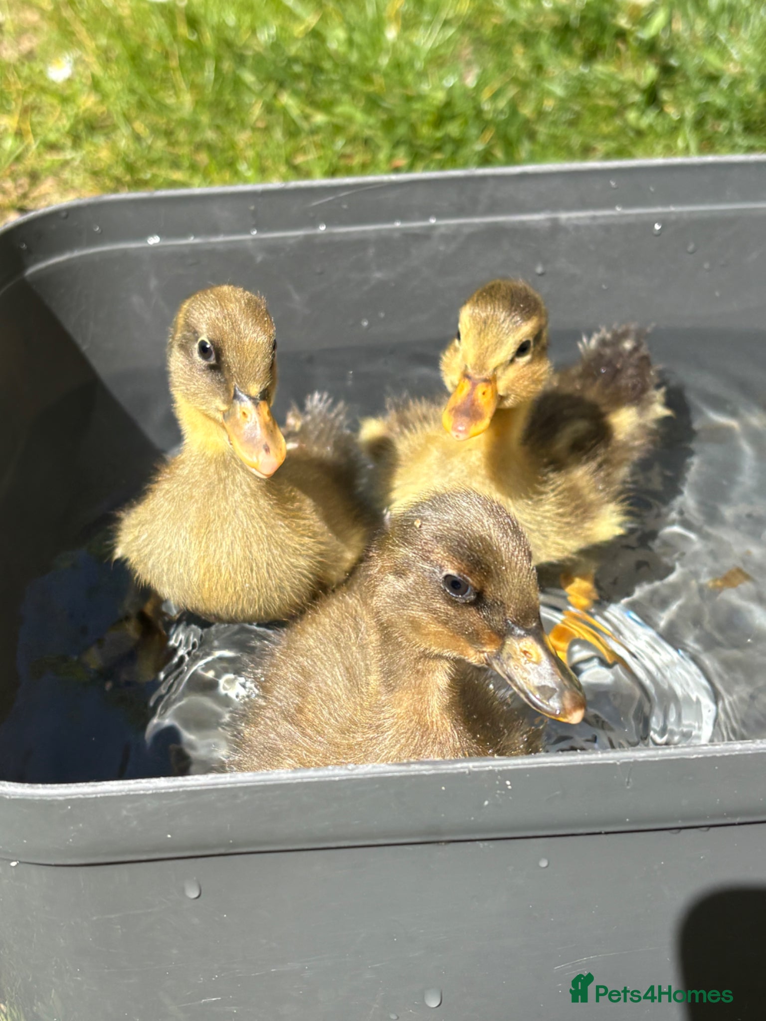 Ducks poultry for sale: Indian runner ducklings x11 - Advert 4