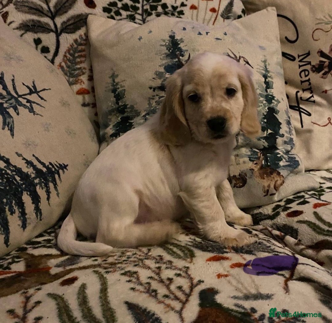 Cocker Spaniel dogs for sale: Cocker spaniel puppies (show type) - Advert 8