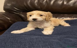 Cockapoo dogs for sale: Beautiful cockapoo puppy’s  - Image 11