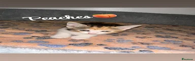 Mixed Breed 5