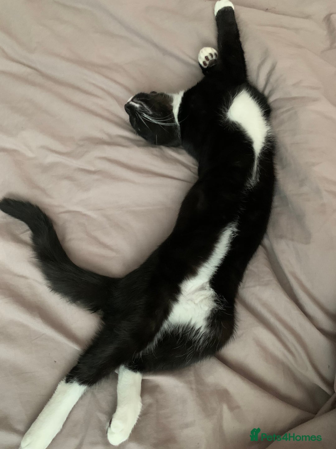 Mixed Breed cats for sale: Flimflam & Bojo - Image 17