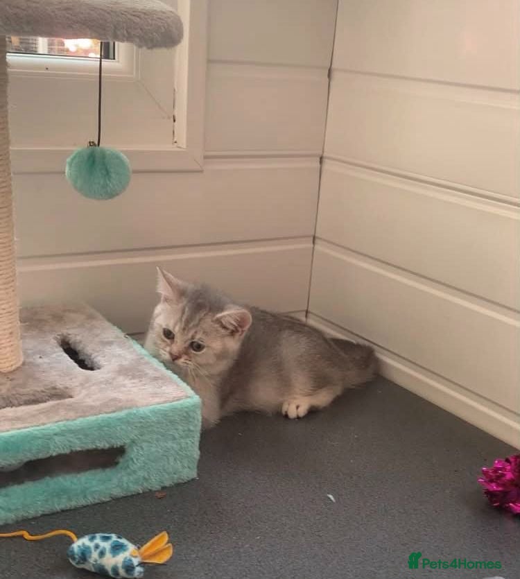 British Shorthair cats BSH Stunning rare Shaded - Advert 2