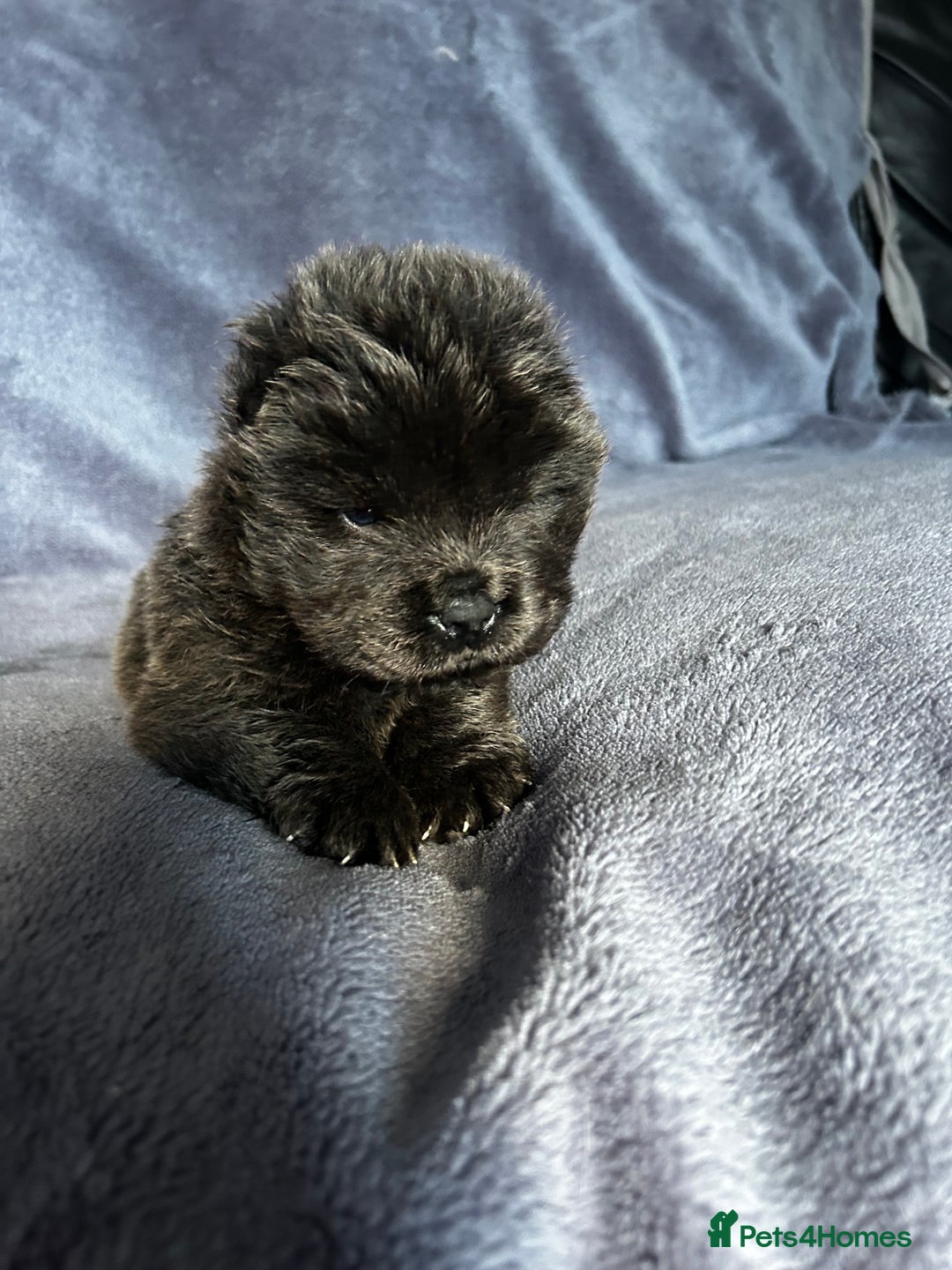 Chow Chow dogs for sale: Stunning chow chow puppies  - Advert 4