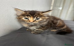 British Longhair cats for sale: 3 kittens looking for new home - Image 3
