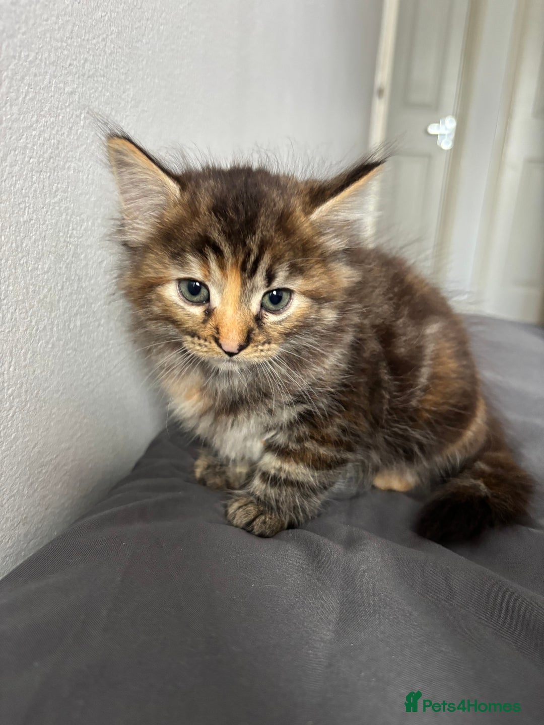 British Longhair cats for sale: 3 kittens looking for new home - Image 3