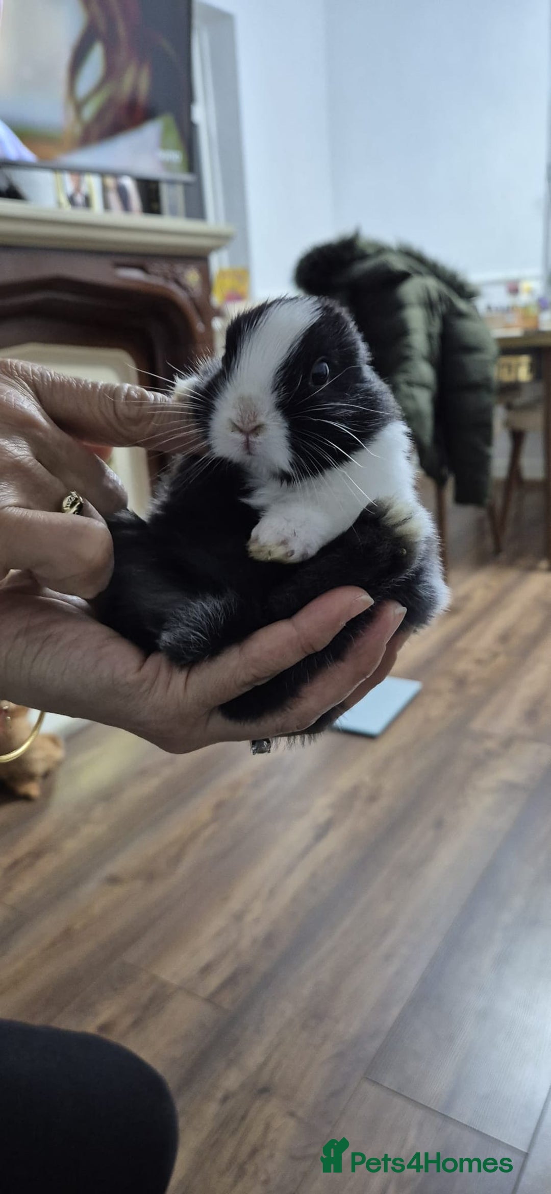 Rex rabbits for sale: They are 5 weeks old so nice baby - Advert 7