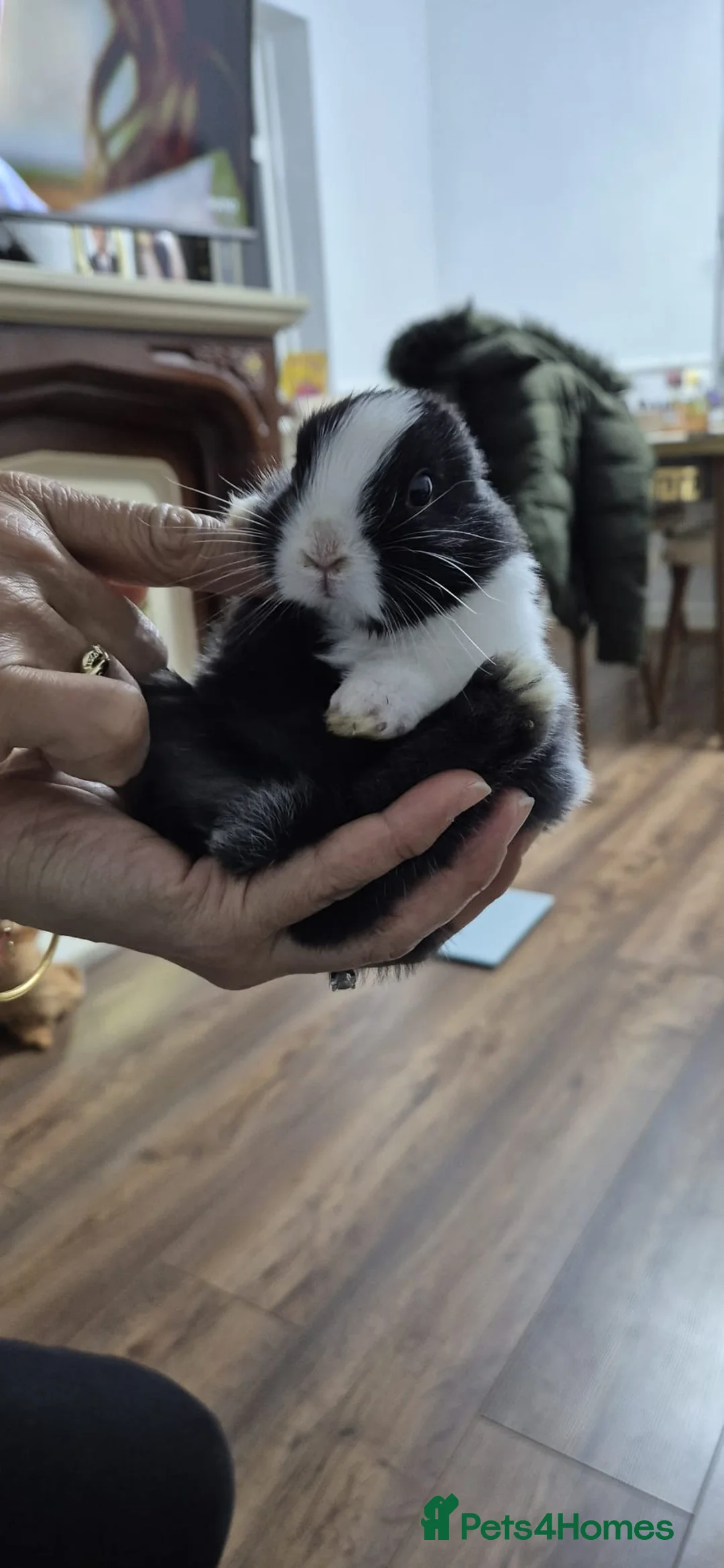 Rex rabbits for sale: They are 5 weeks old so nice baby - Advert 7