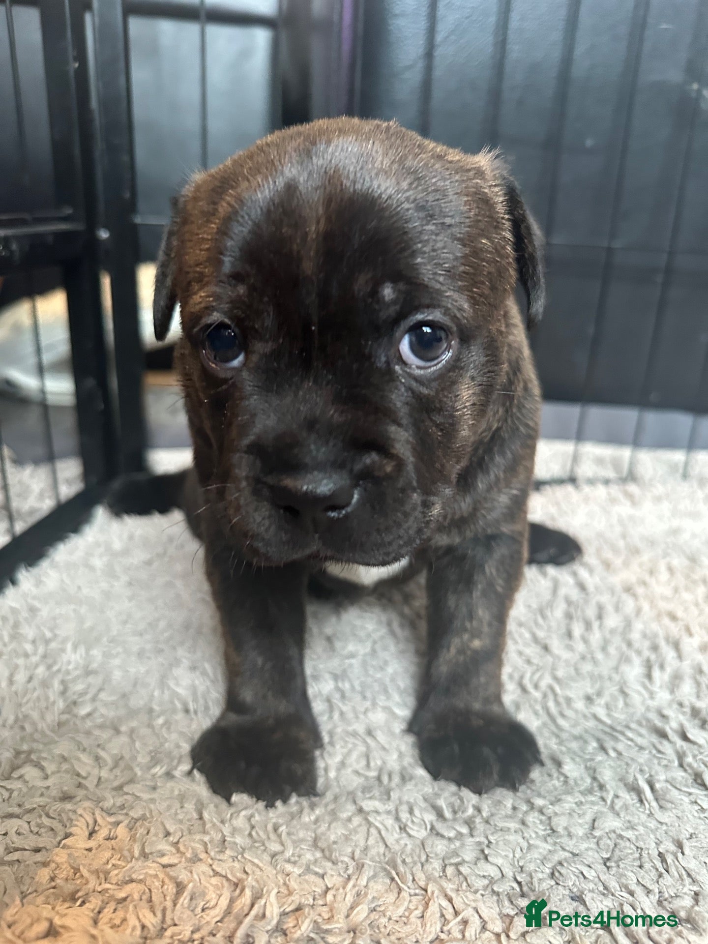 Staffordshire Bull Terrier dogs 🐾 Beautiful Brindle Staffordshire Terrier Boy  - Advert 2