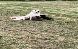 Labrador Retriever dogs for sale: Pedigree Labrador Puppies  - Image 15