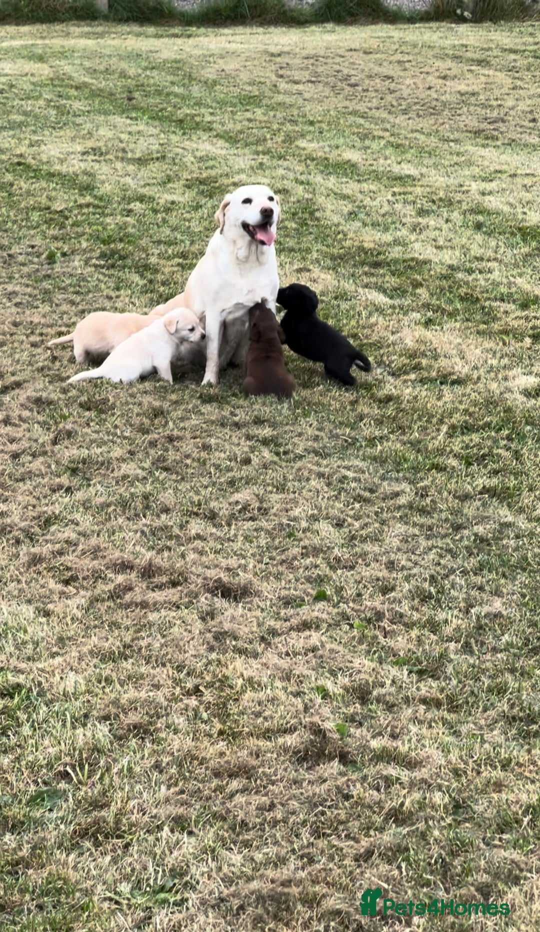 Labrador Retriever dogs for sale: Pedigree Labrador Puppies  - Image 15