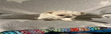 Shih Tzu 8