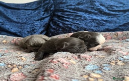 French Bulldog dogs for sale: Fluffy frenchies 🐶 - Image 8