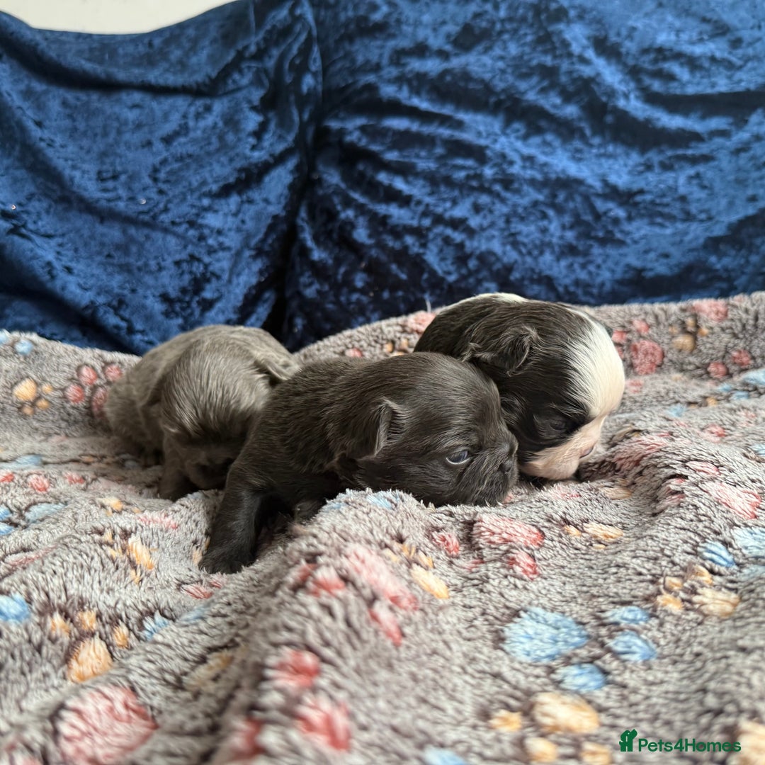 French Bulldog dogs for sale: Fluffy frenchies 🐶 - Image 8