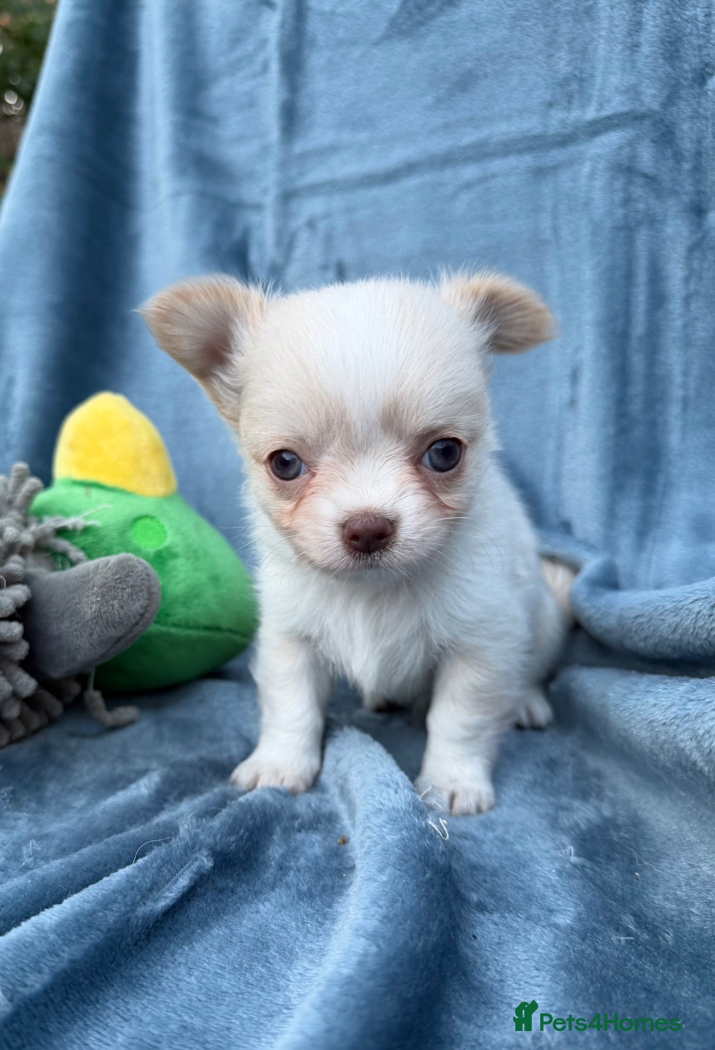 Chihuahua dogs Gorgeous Chihuahua boy puppie - Advert 15
