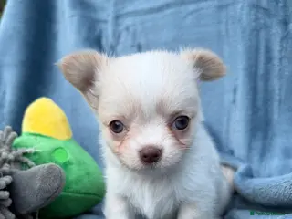 Chihuahua dogs Gorgeous Chihuahua boy puppie - Advert 15