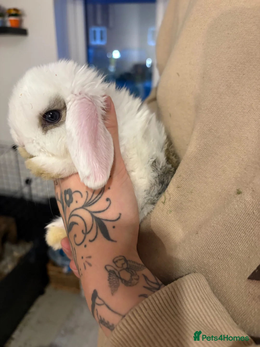 Mini Lop rabbits for sale: Baby purebred mini lops - Advert 1