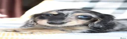 Miniature Dachshund dogs for sale: Creams kc registred  - Advert 2