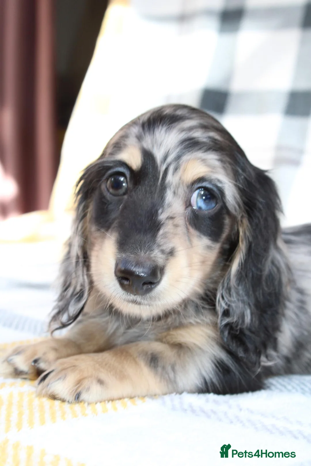 Miniature Dachshund dogs for sale: Creams kc registred  - Advert 2