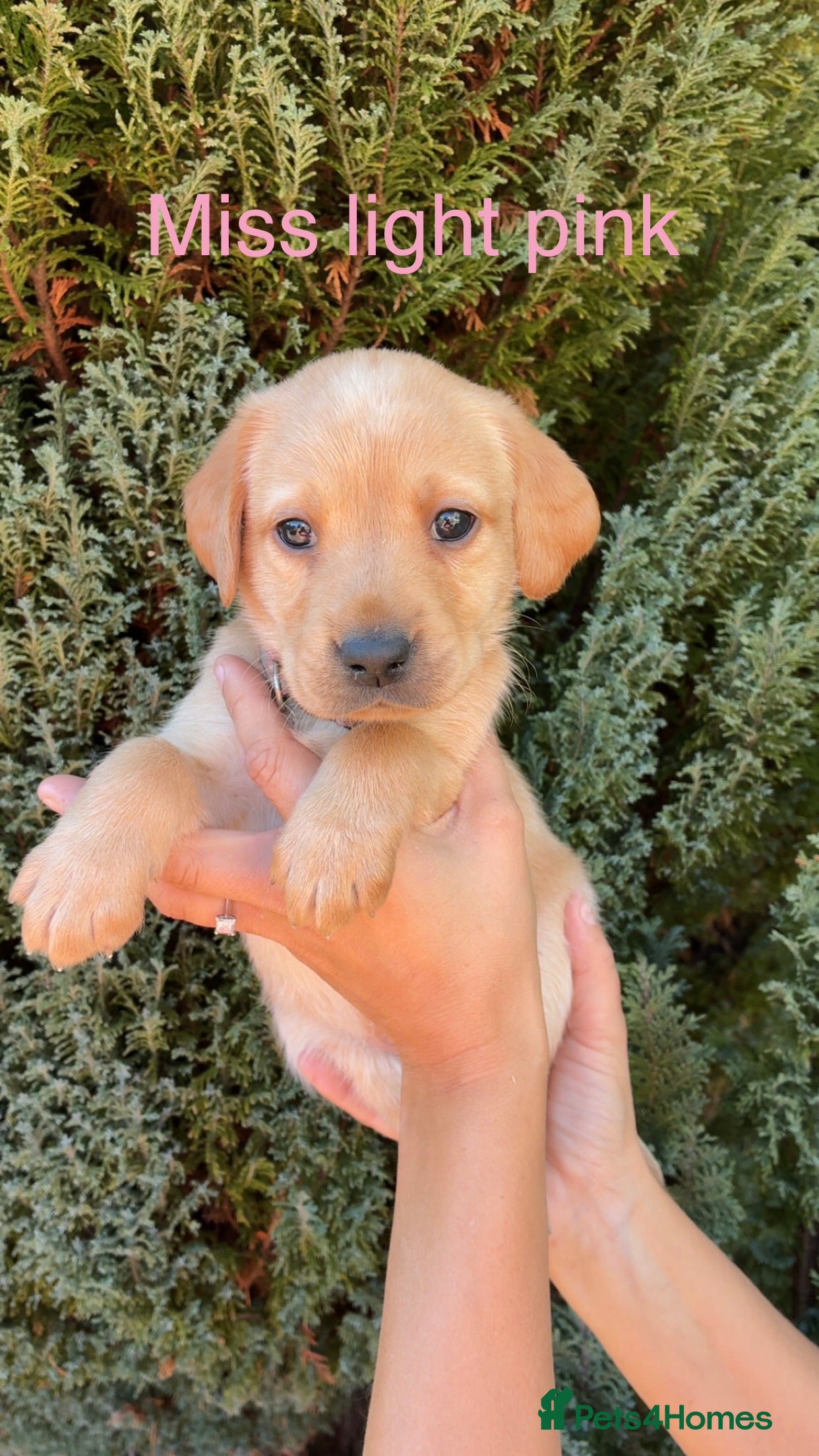 Labrador Retriever dogs ONLY 4 LEFT 🐾 STUNNING FAMILY KC LABRADORS  - Advert 2