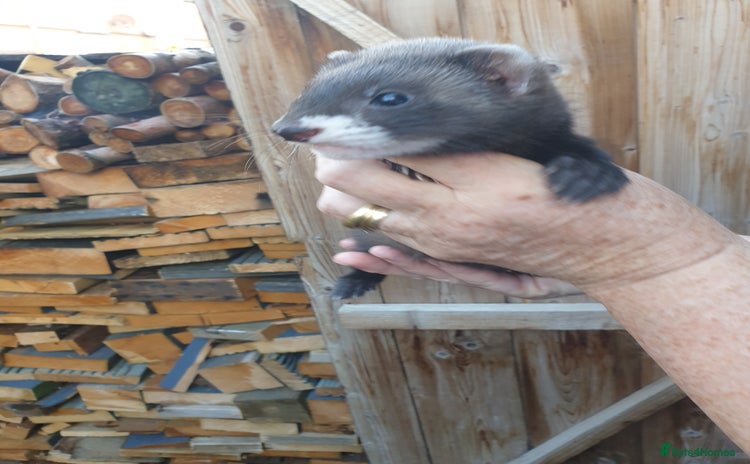 Ferret rodents - Advert 1